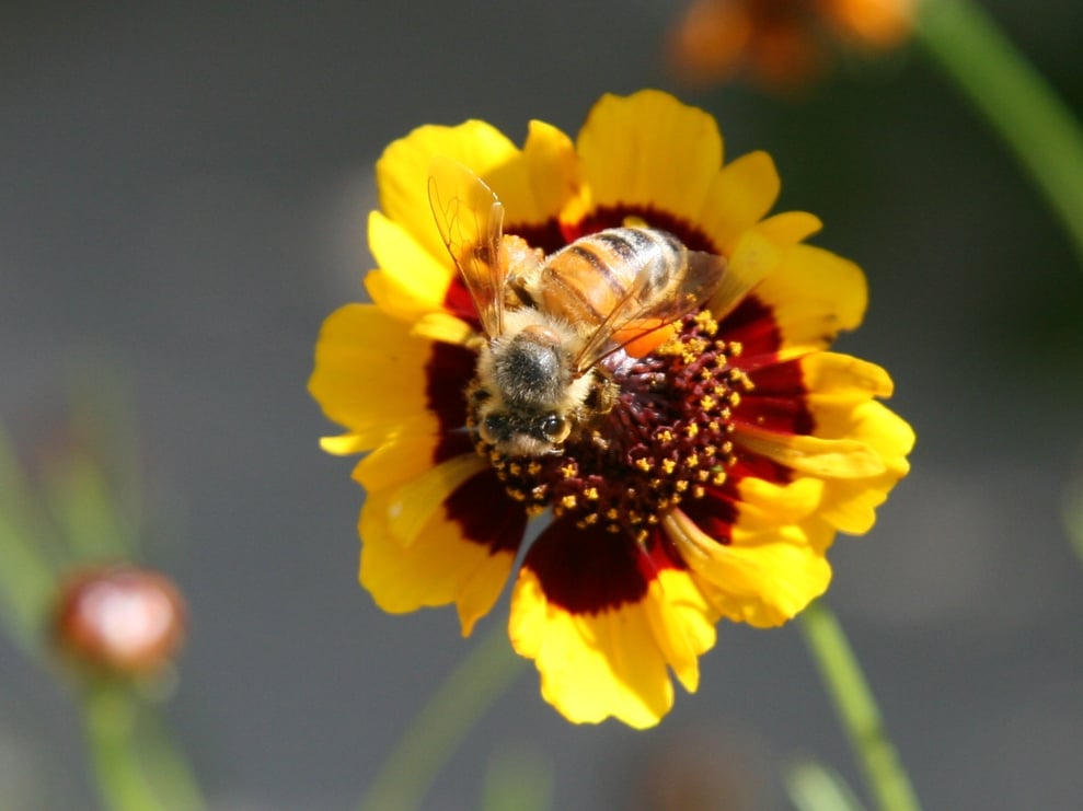bee on flower photo.jpg